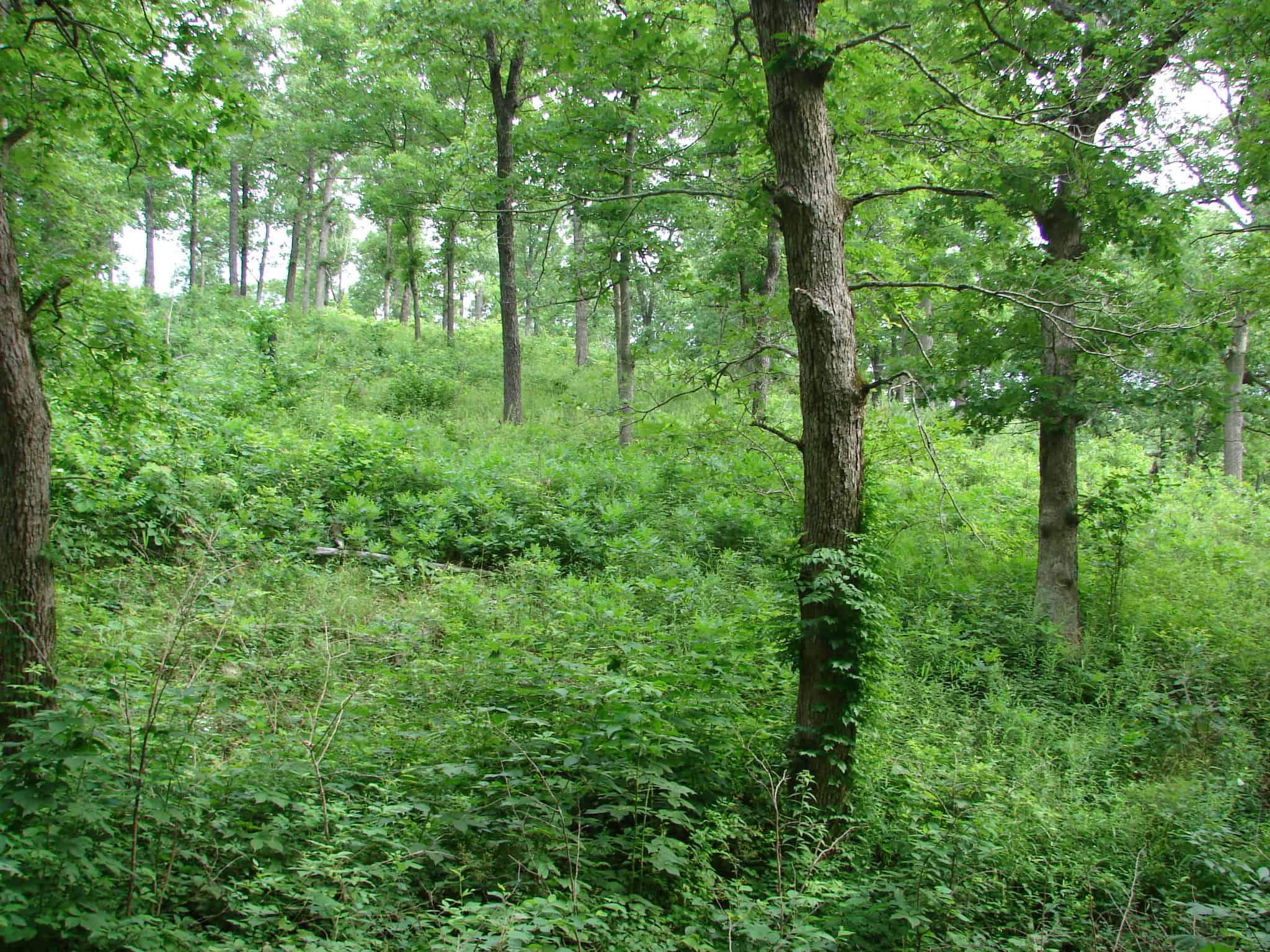Ideal habitat in a woodland