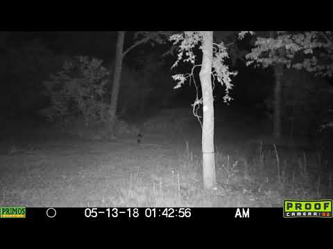 Bobcat vs. Rabbit – A Trail Camera Battle