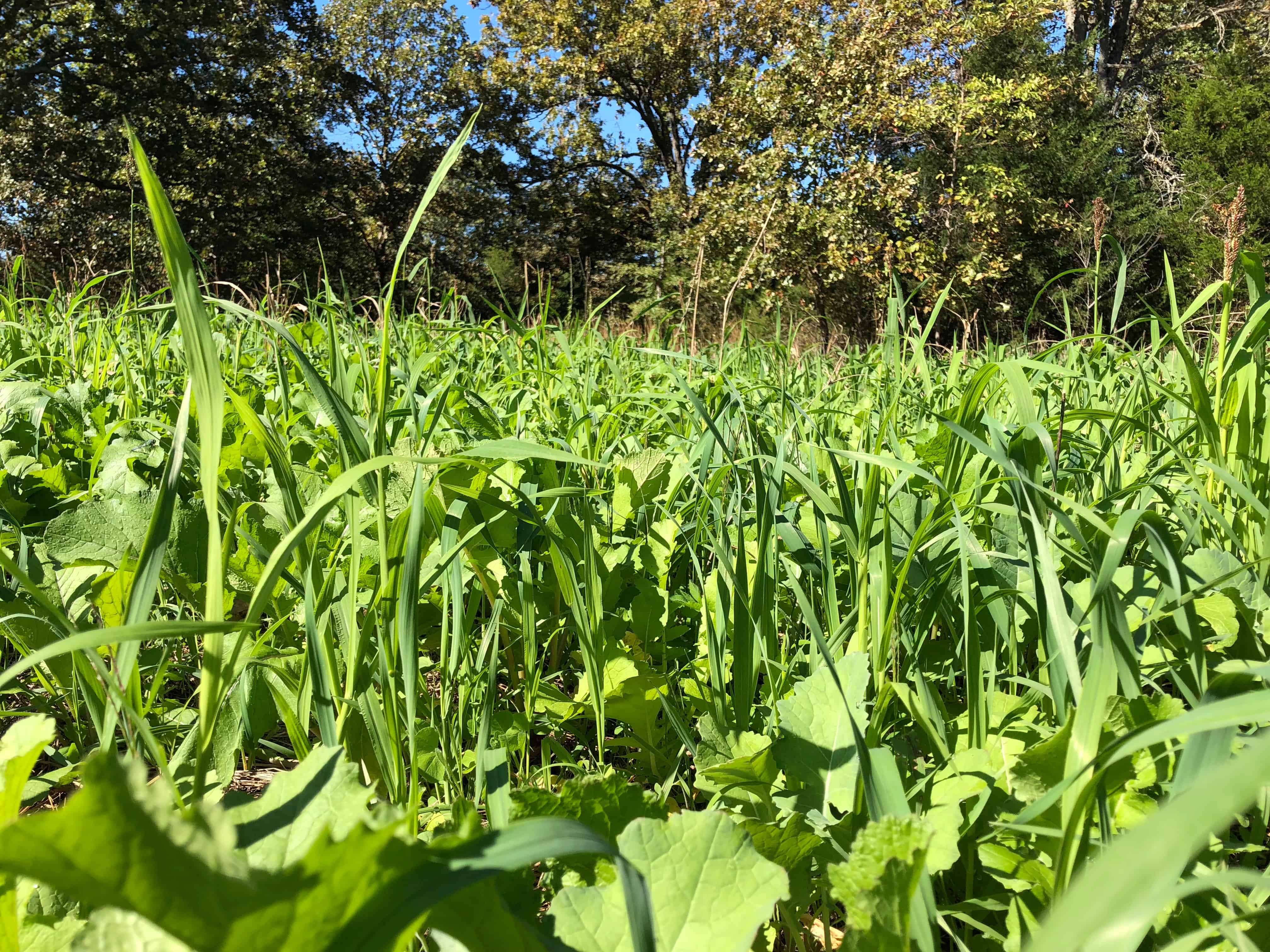 Read more about the article Podcast #85: Learning How To Get More From Your Food Plots