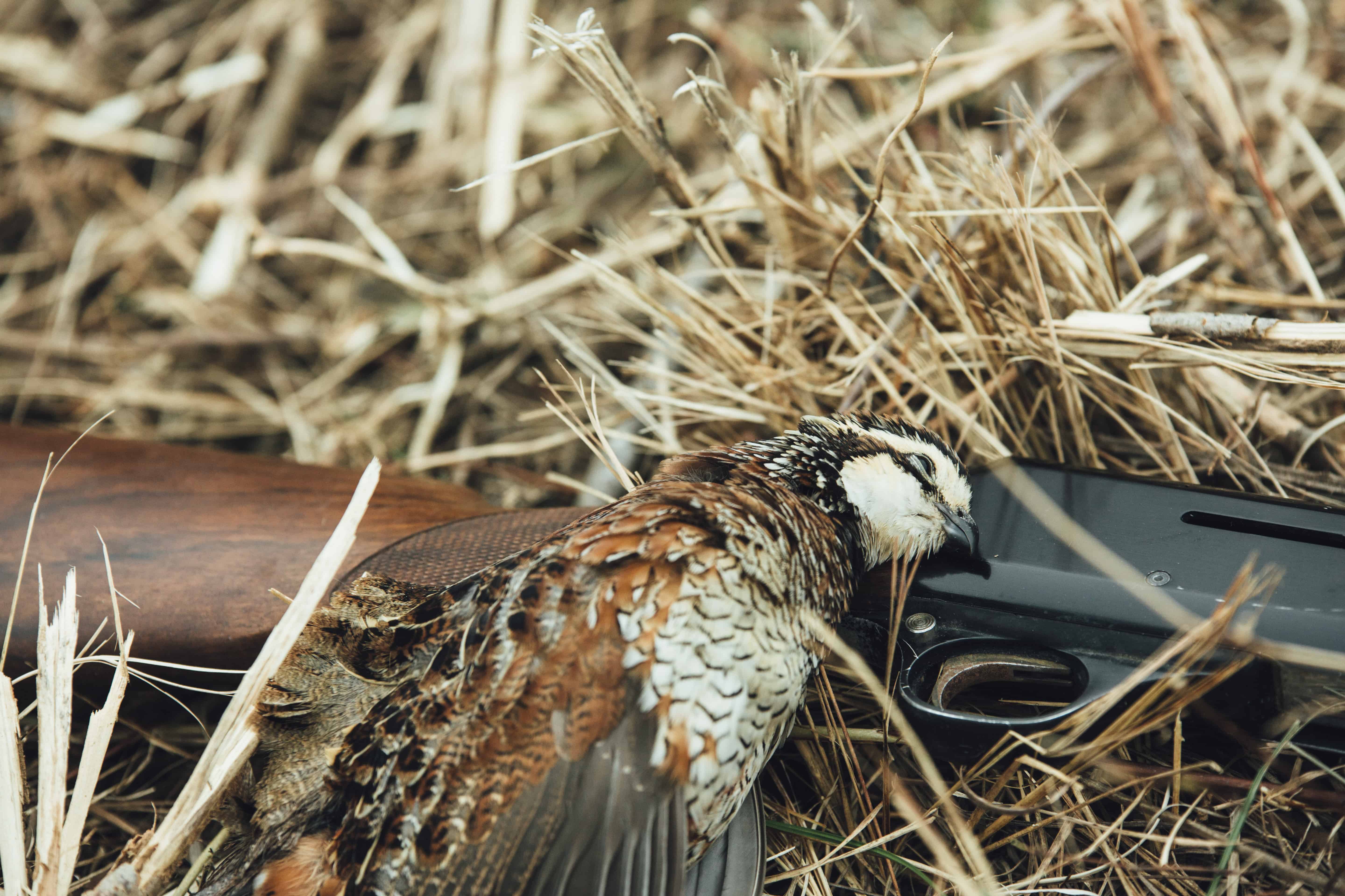 Read more about the article Habitat Heros #116: Big Announcement: Quail On the Rise