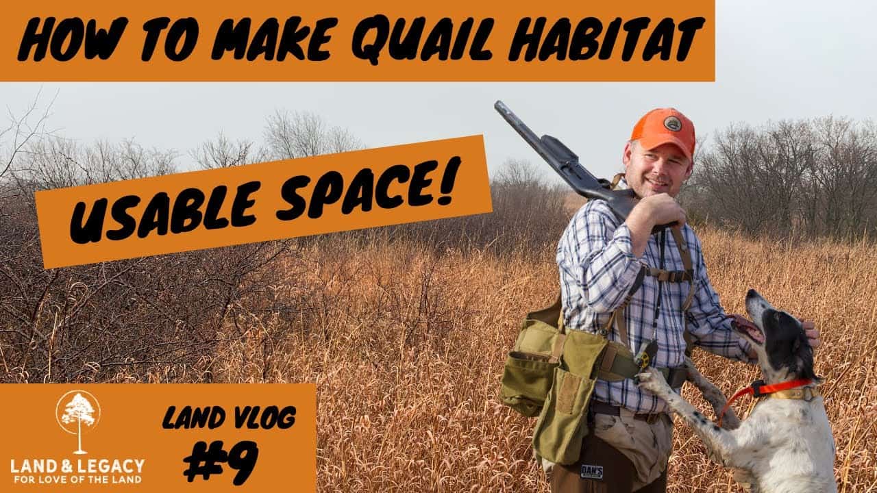 Read more about the article How To Make Quail Habitat- Usable Space