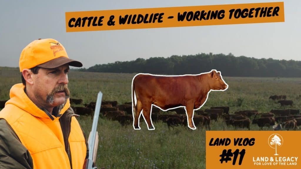 Cattle farming with wildlife