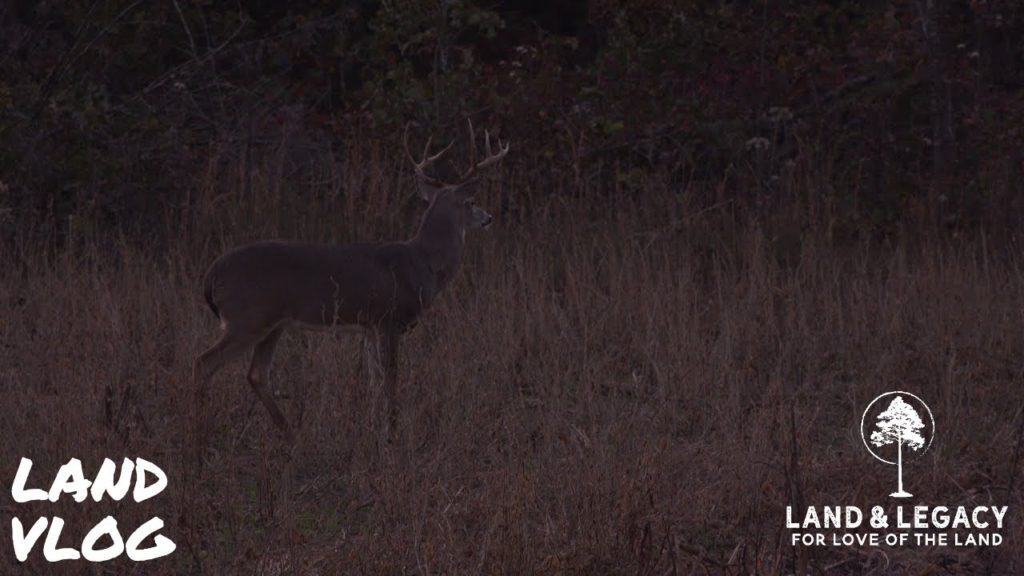 Whitetail deer hunting during a cold front