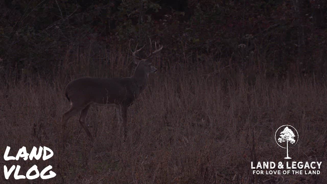 Read more about the article Cold Front Whitetails – Bowhunting Over Grains and Greens