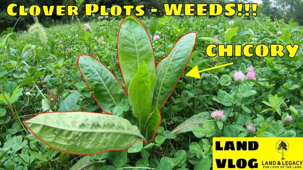 Managing clover food plots