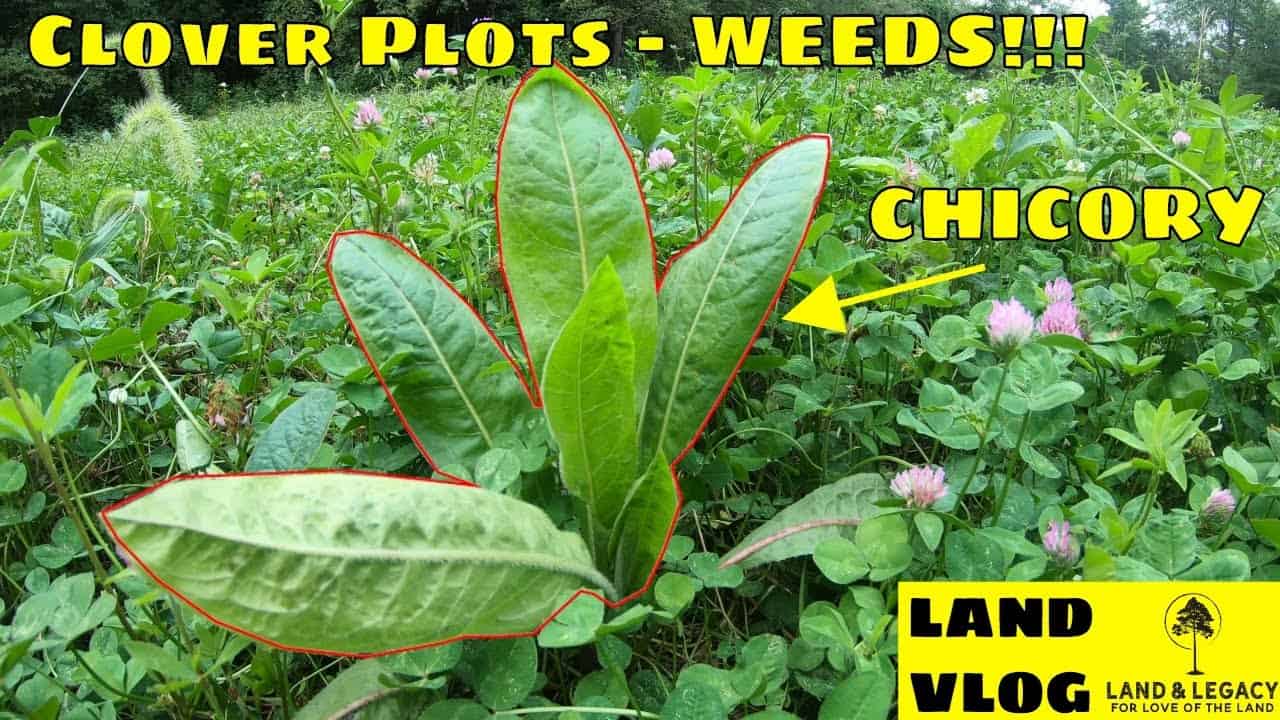 Read more about the article Controlling Weeds in Clover Plots- Chicory, Clover, Alfalfa