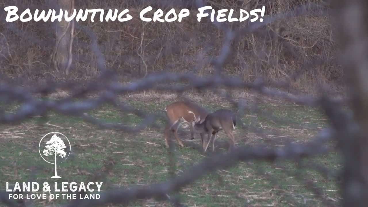 Read more about the article December Deer Hunting! Bowhunting Crop Fields
