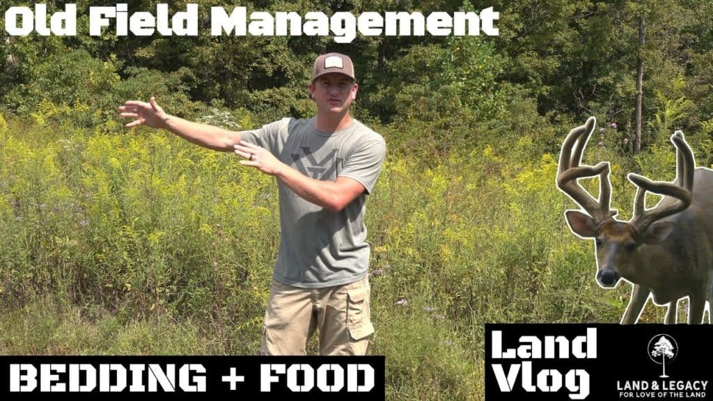 Old field management and creating deer habitat
