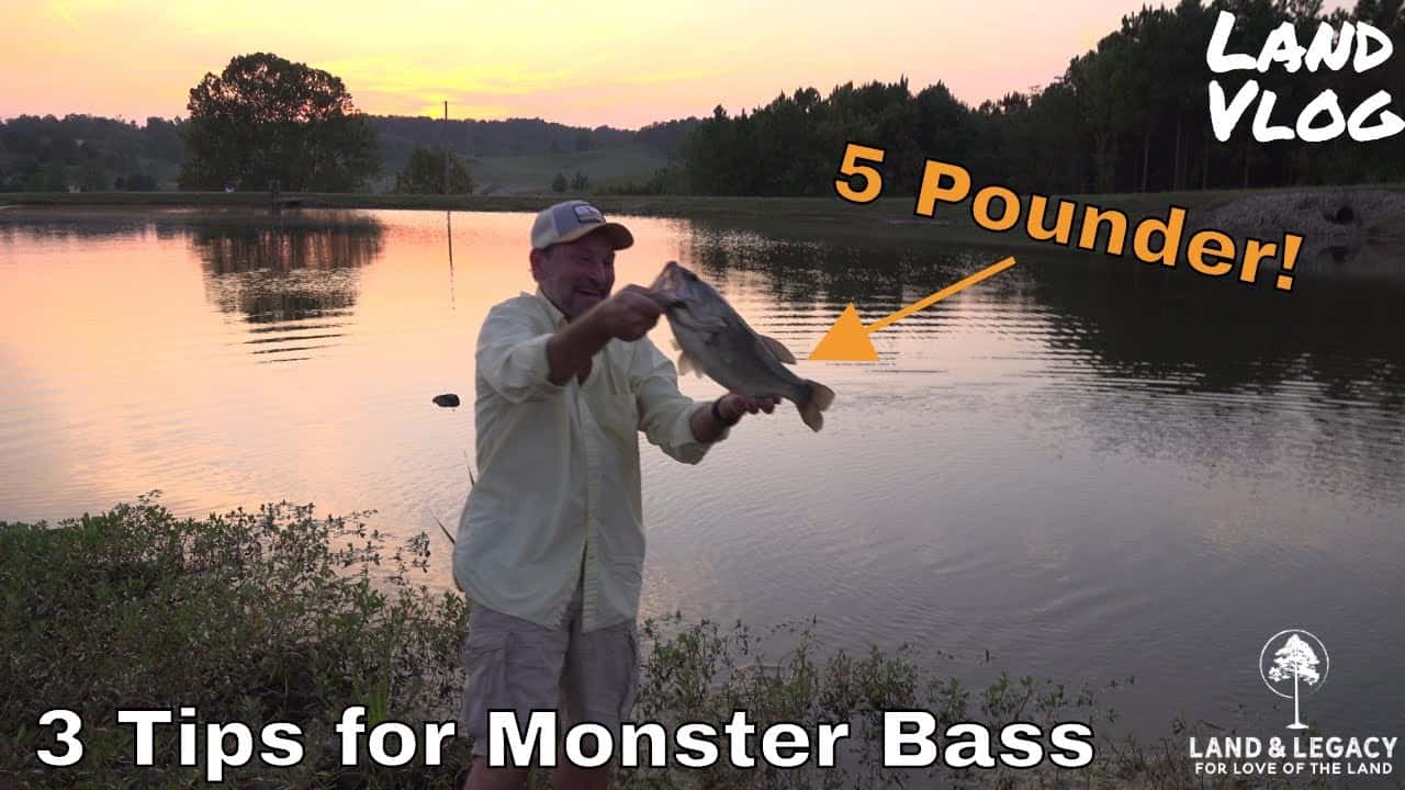 Read more about the article Fishing Pond/Lake Management- 3 Tips for Trophy Bass