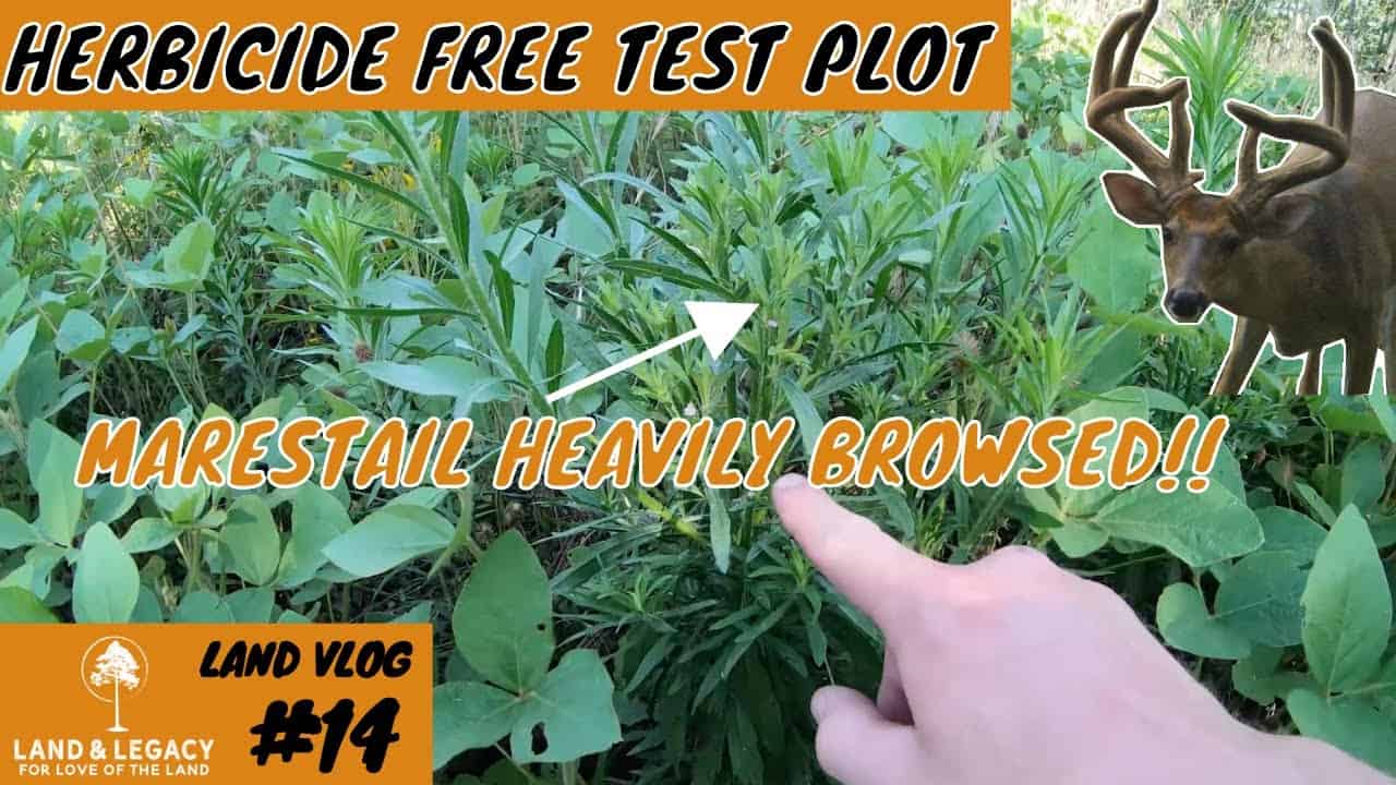 Read more about the article Food Plots Without Herbicide- Soybeans for Deer