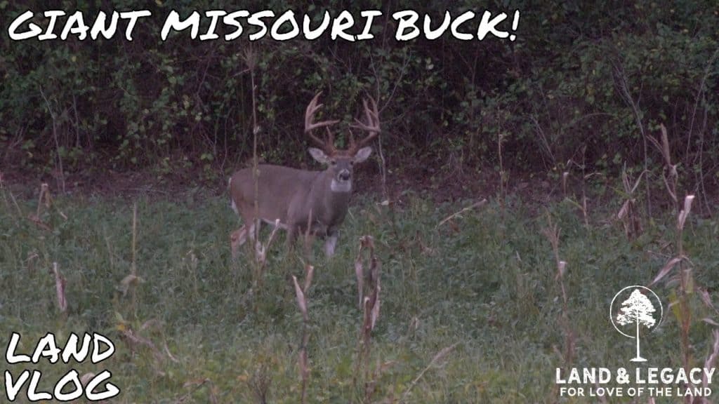 Whitetail deer Hunting in Missouri