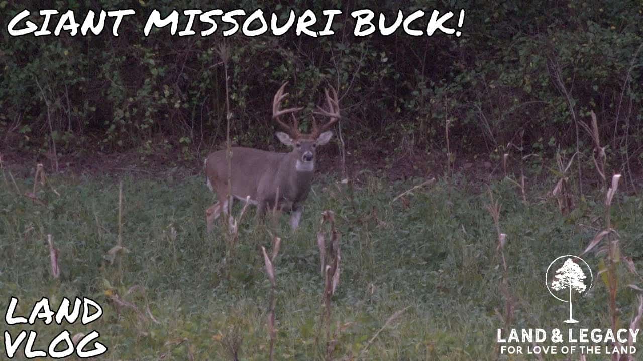 Read more about the article GIANT MISSOURI BUCK – The Challenge of Bowhunting