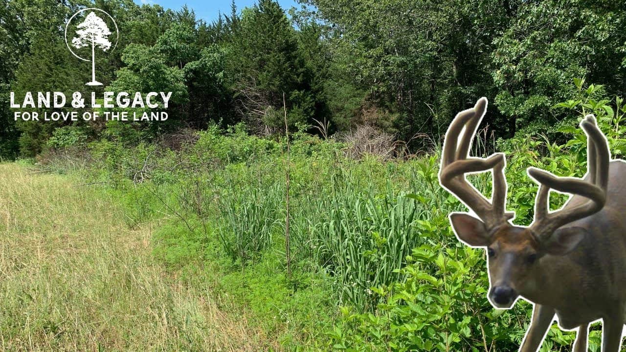 Read more about the article Habitat Management for Whitetails – Edge Feathering