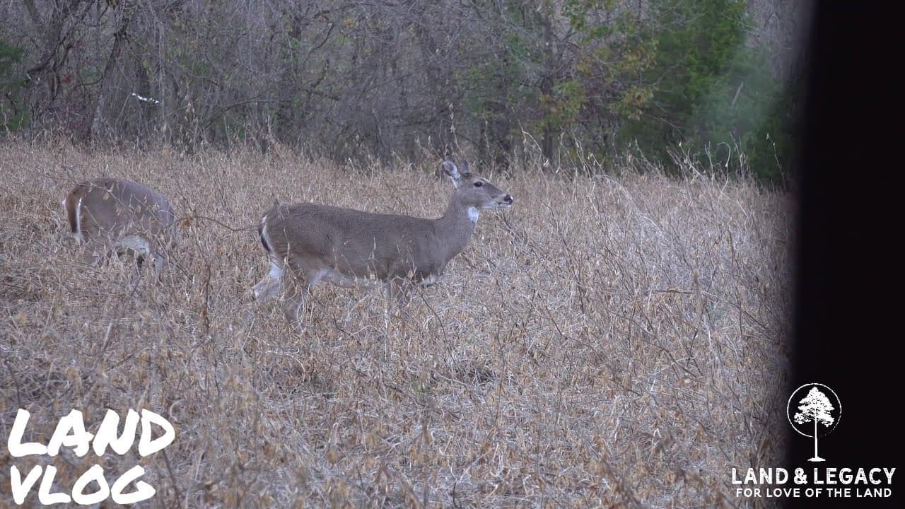 Read more about the article Halloween Hunting – Bowhunting Food Plots – BUCK at Last Light!