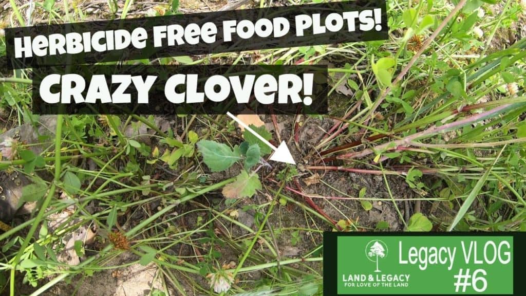 Clover food plots