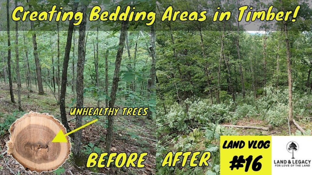 Bedding Areas for Whitetail deer