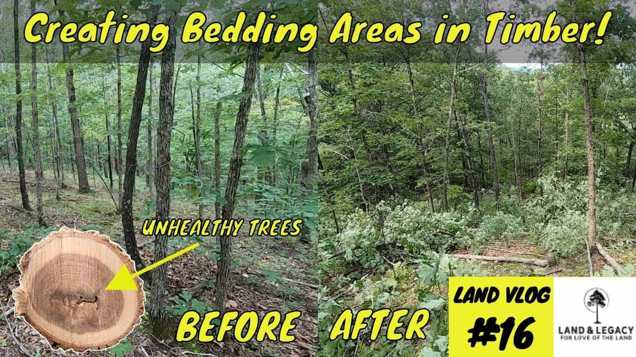 Read more about the article How To Create Deer Bedding Areas In Timber Country