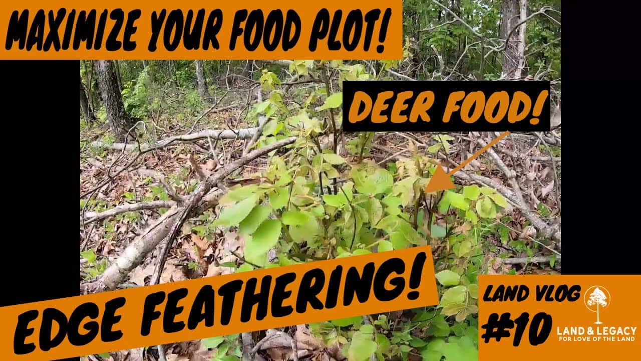 Read more about the article How To Improve Food Plots- Edge Feathering