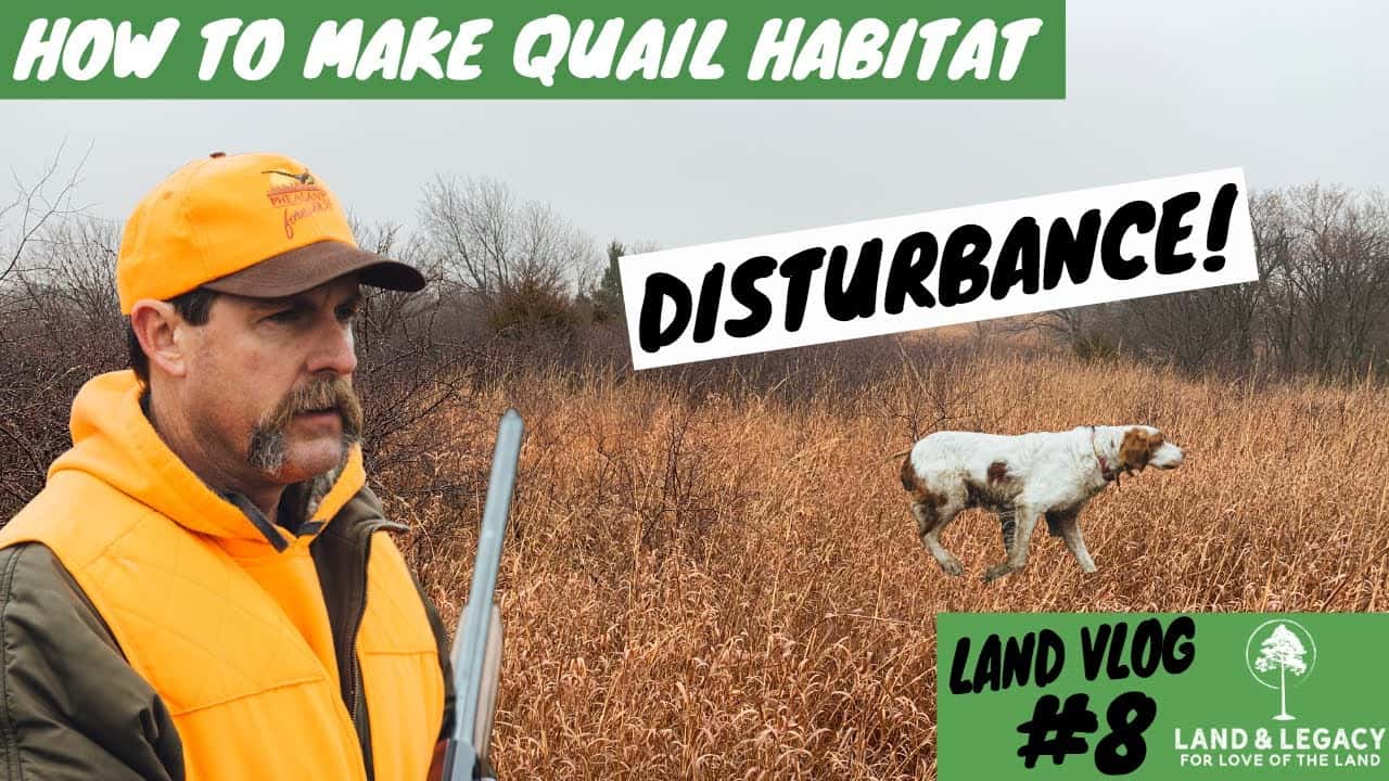 Read more about the article How To Make Quail Habitat- Disturbance