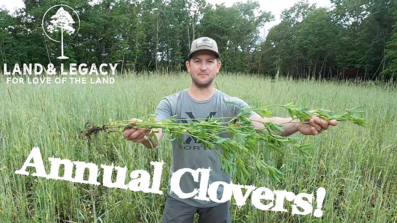 Read more about the article Low Maintenance Food Plots – Annual Clovers