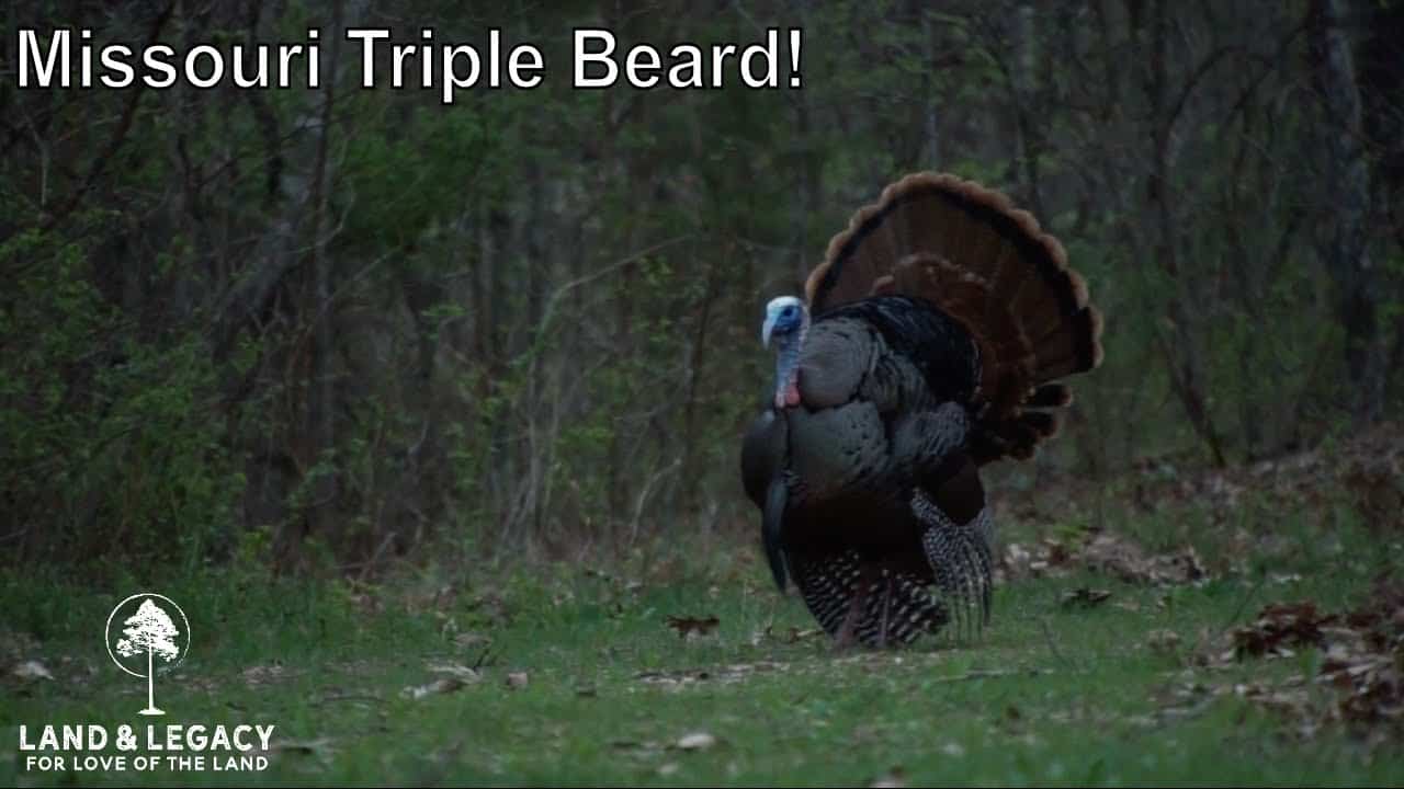 Read more about the article Missouri Triple Bearded Gobbler – Spring Turkey Hunting at it’s Best!