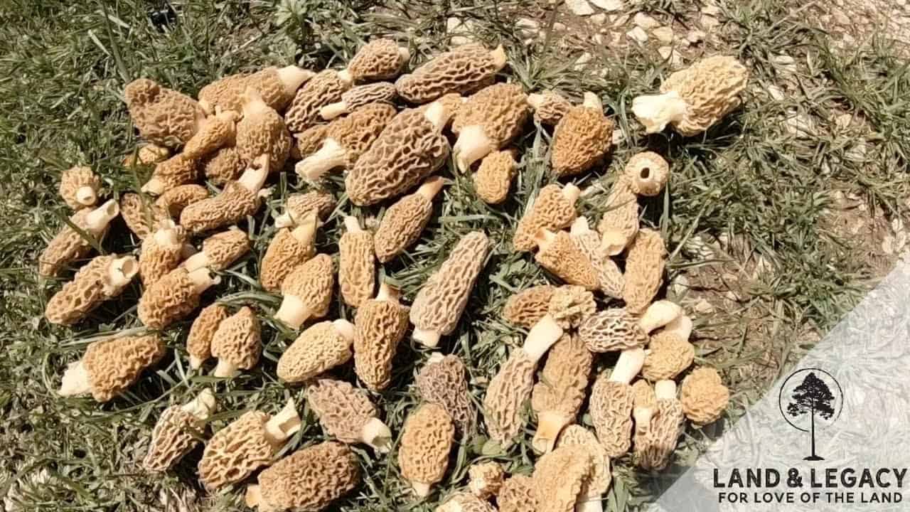 Read more about the article Morel Mushroom Hunting!