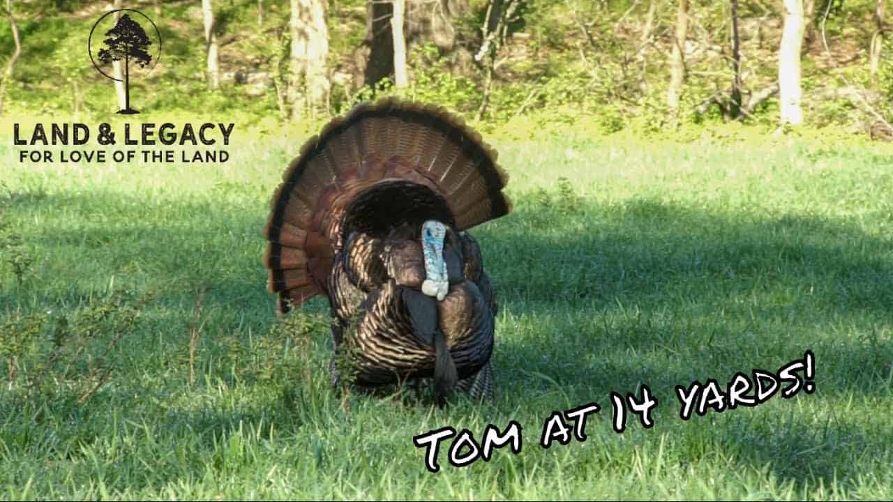 Spring Turkey Hunting! Missouri Tom Up Close! Land & Legacy