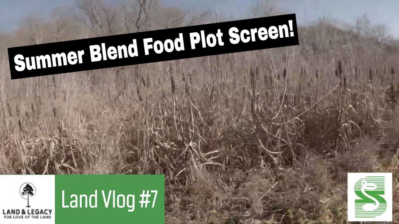 Read more about the article Summer Food Plots Blends and Screening