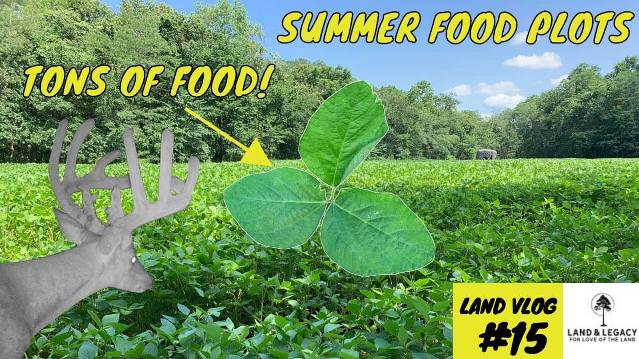 Read more about the article Summer Food Plots- Soybean Growth Update! Stratton Game Changers