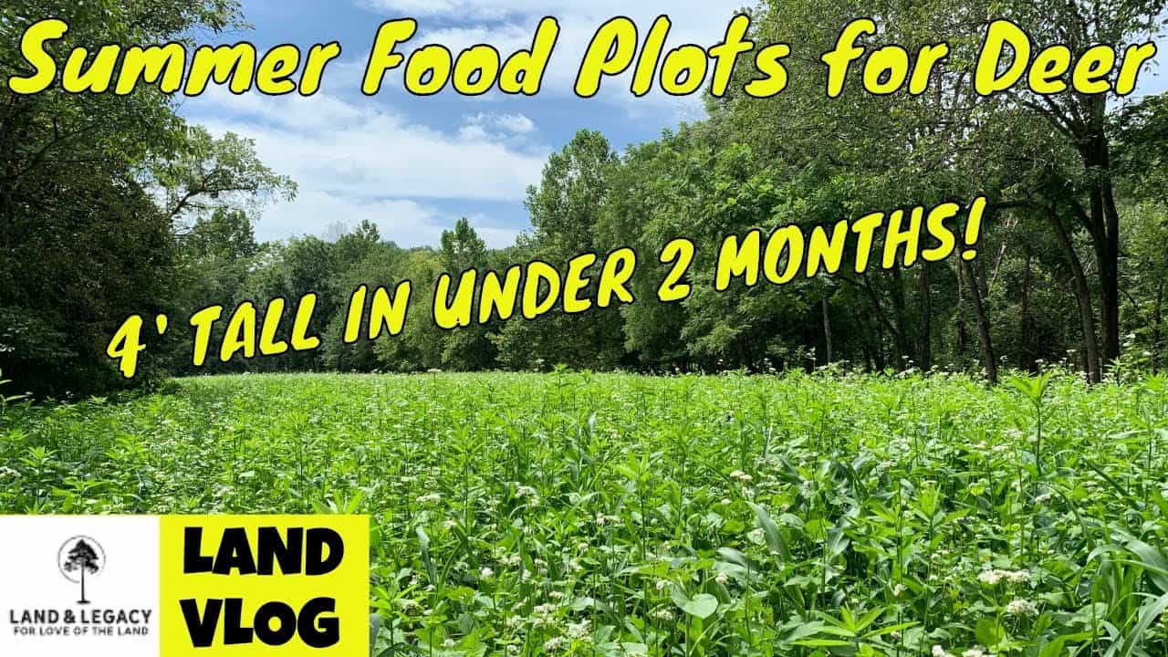 Read more about the article Summer Food Plot Blends- What’s the Best Food for Deer?