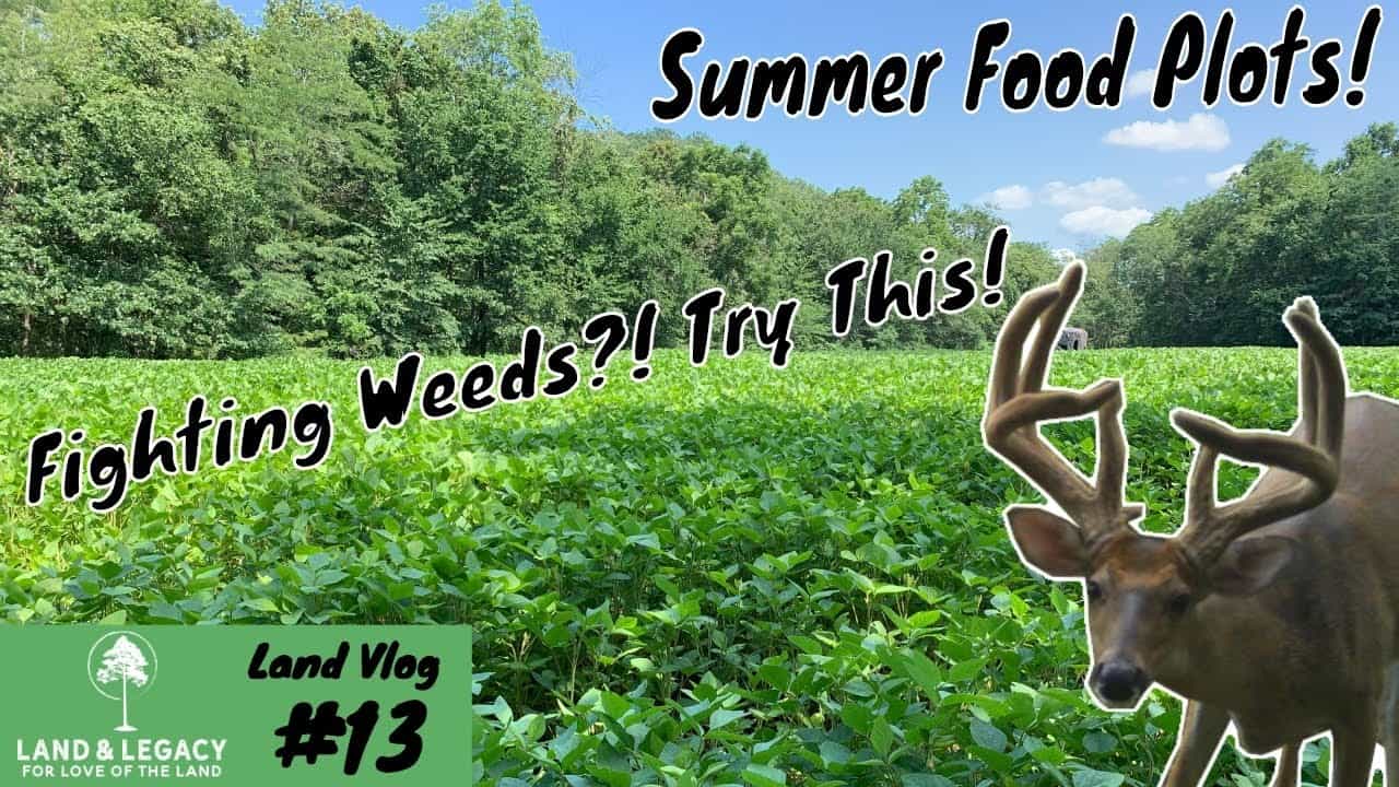 Read more about the article Summer Food Plots- How to Control Weeds