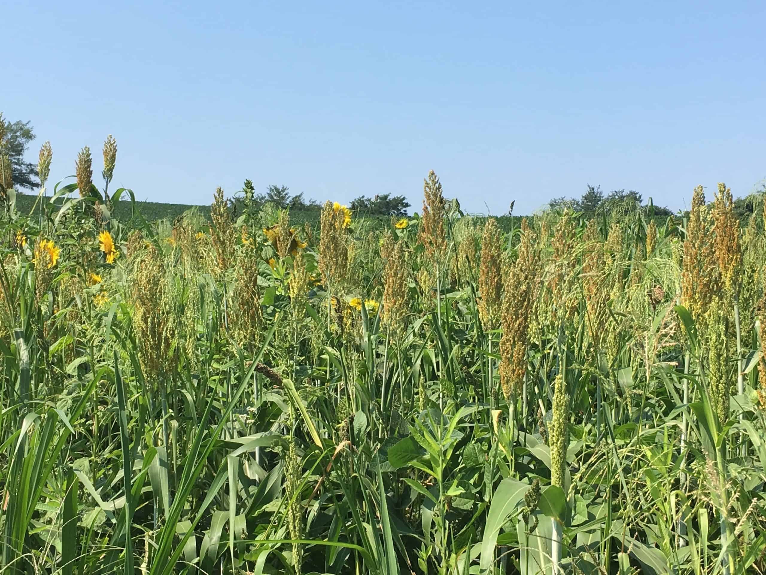 Read more about the article Screening Food Plots- Sun Hemp