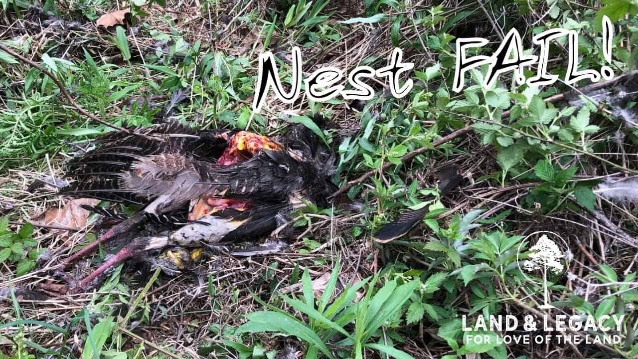 Read more about the article Turkey Nest Destroyed! Who’s to Blame?