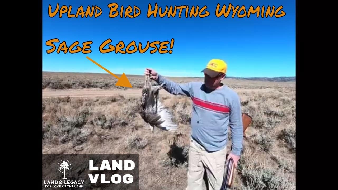 Read more about the article Upland Bird Hunting Wyoming – Sage Grouse
