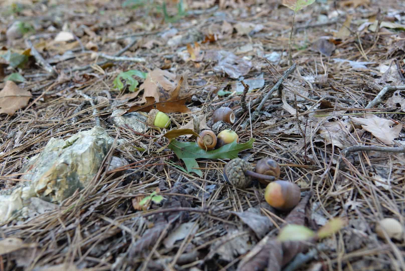 Read more about the article Maximizing Acorn Production with Dr. Craig Harper