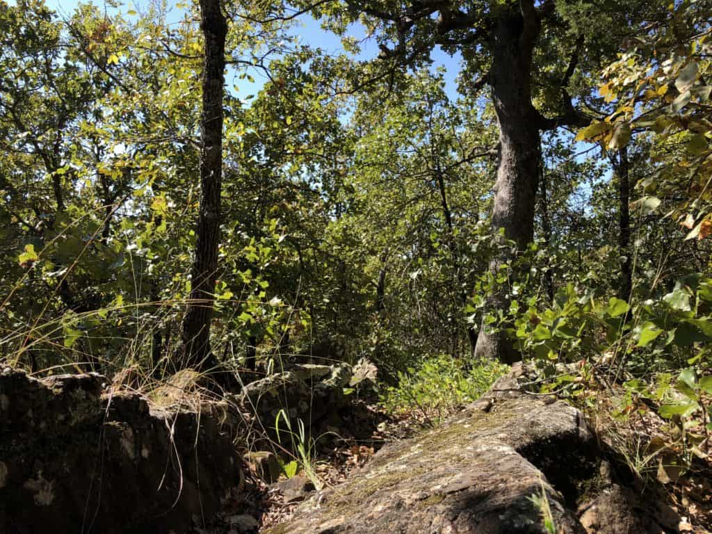 Consulting and Restoring Lands in Oklahoma Land & Legacy