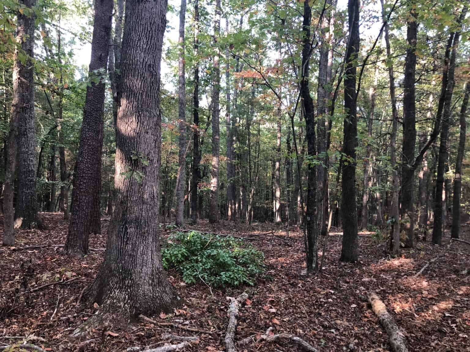 Critical Habitat Observations Land & Legacy