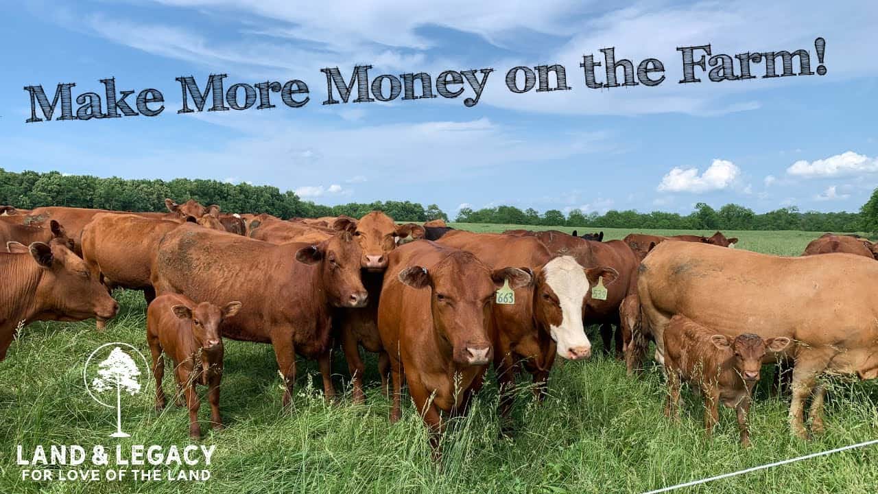 Read more about the article How to Make Money and Improve the Habitat – Cattle Farming