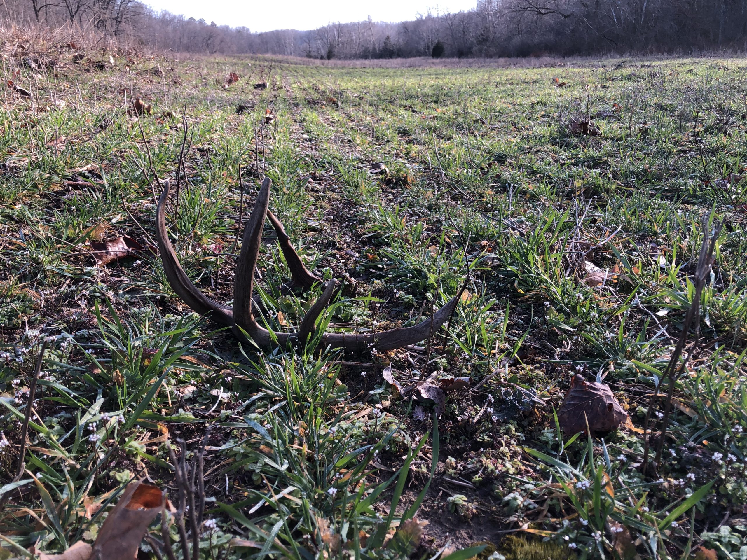 Read more about the article Step by Step Fall Food Plot Planting Guide