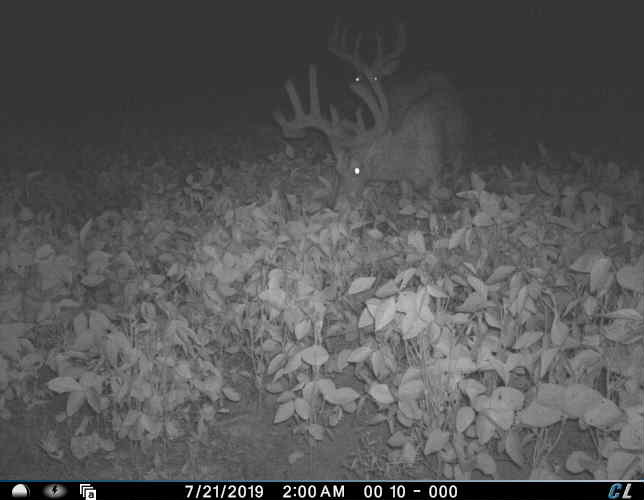 Read more about the article Strategy and Setup for Arrowing Homegrown Bucks