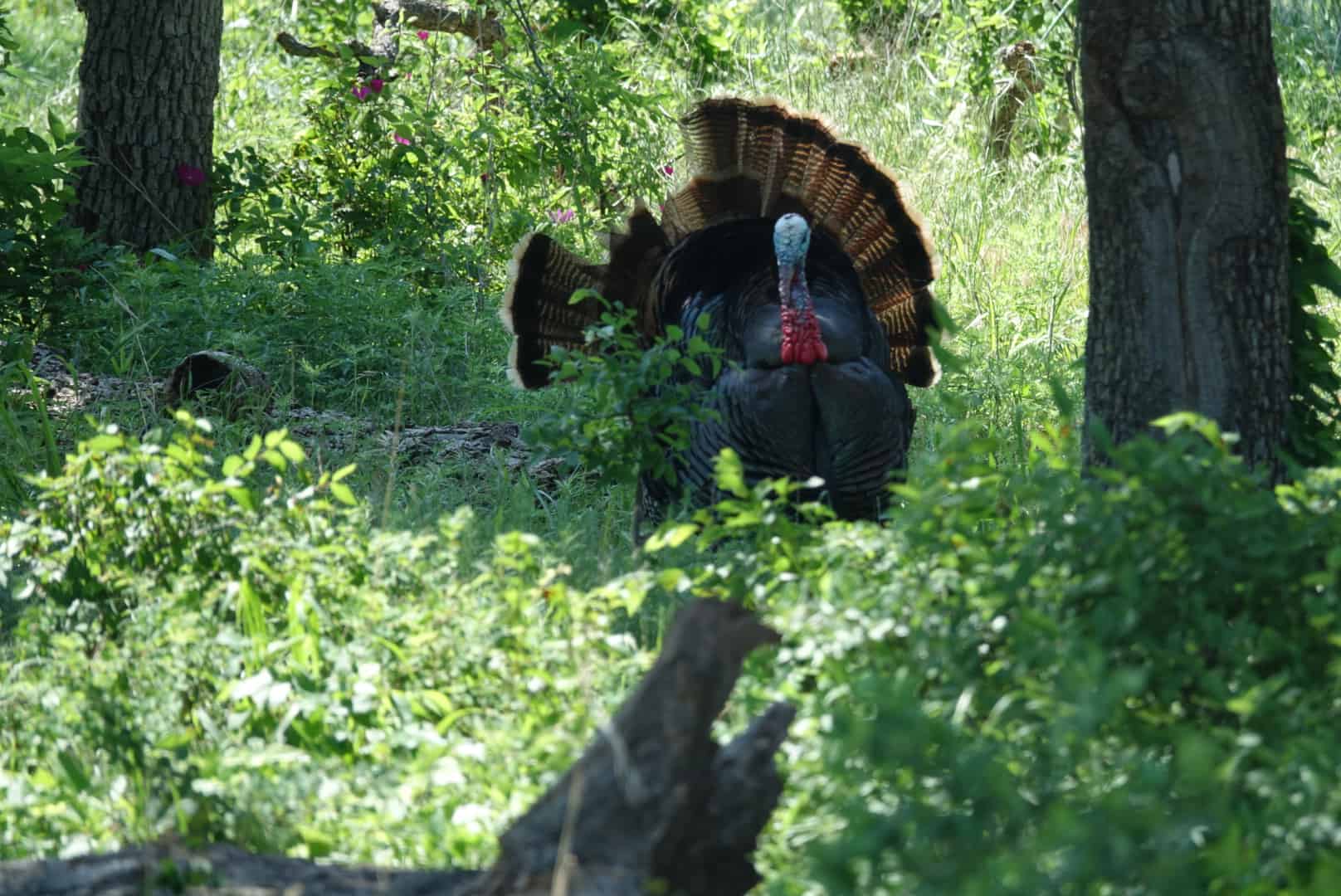 Read more about the article The History of Re-Stocking Wild Turkeys
