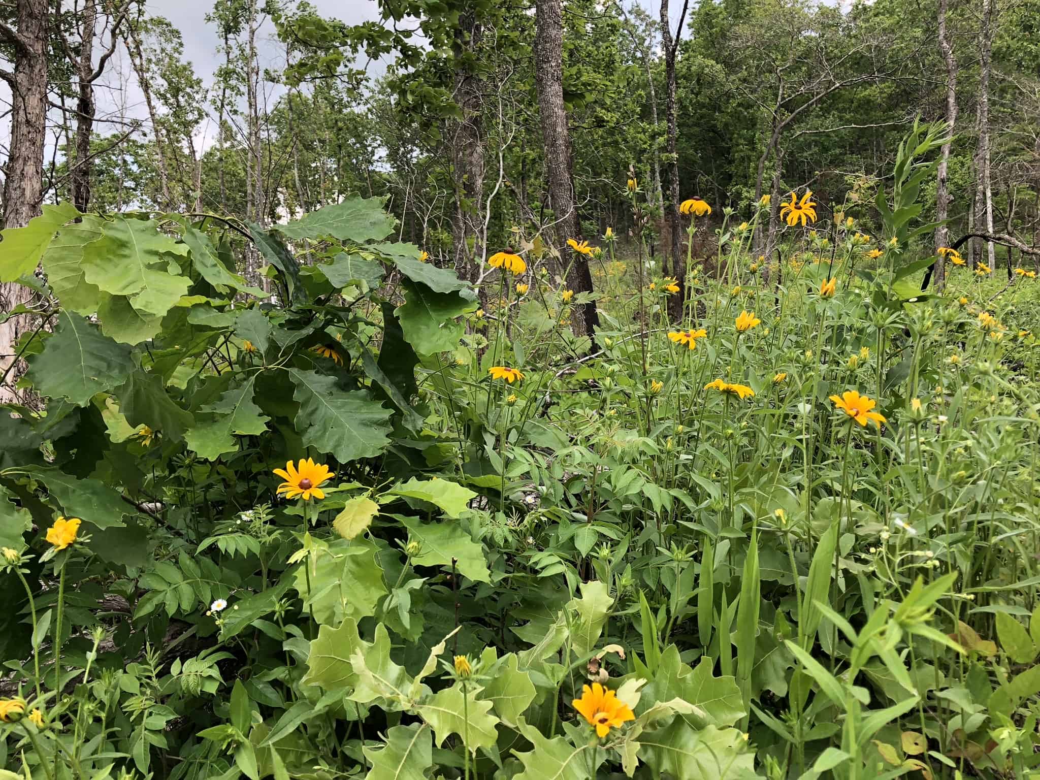 The Power of Native Plant Communities