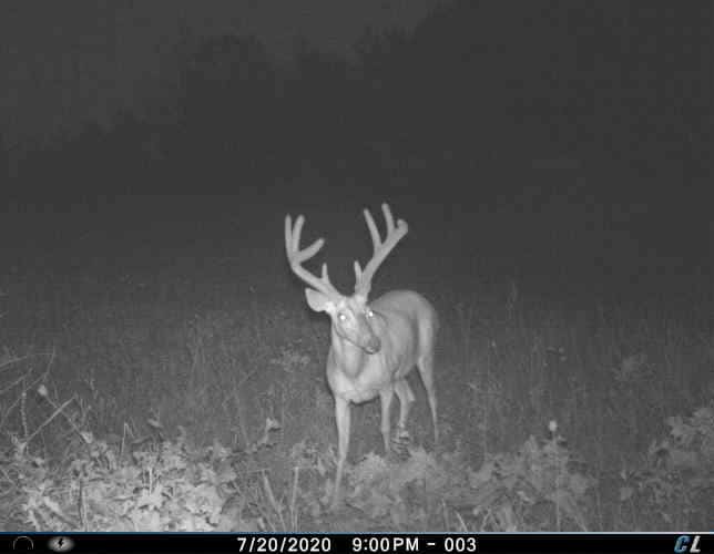 What Happened to the Quality Bucks?