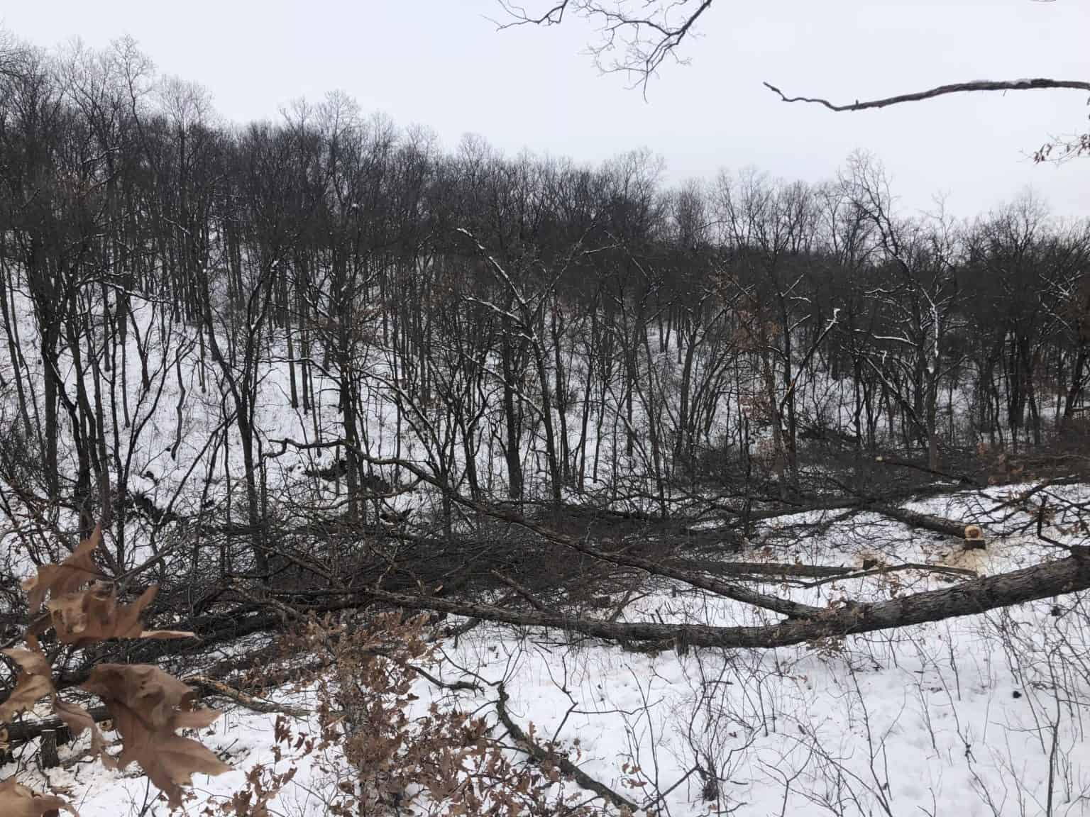 Land & Legacy Wildlife and Land Consultation