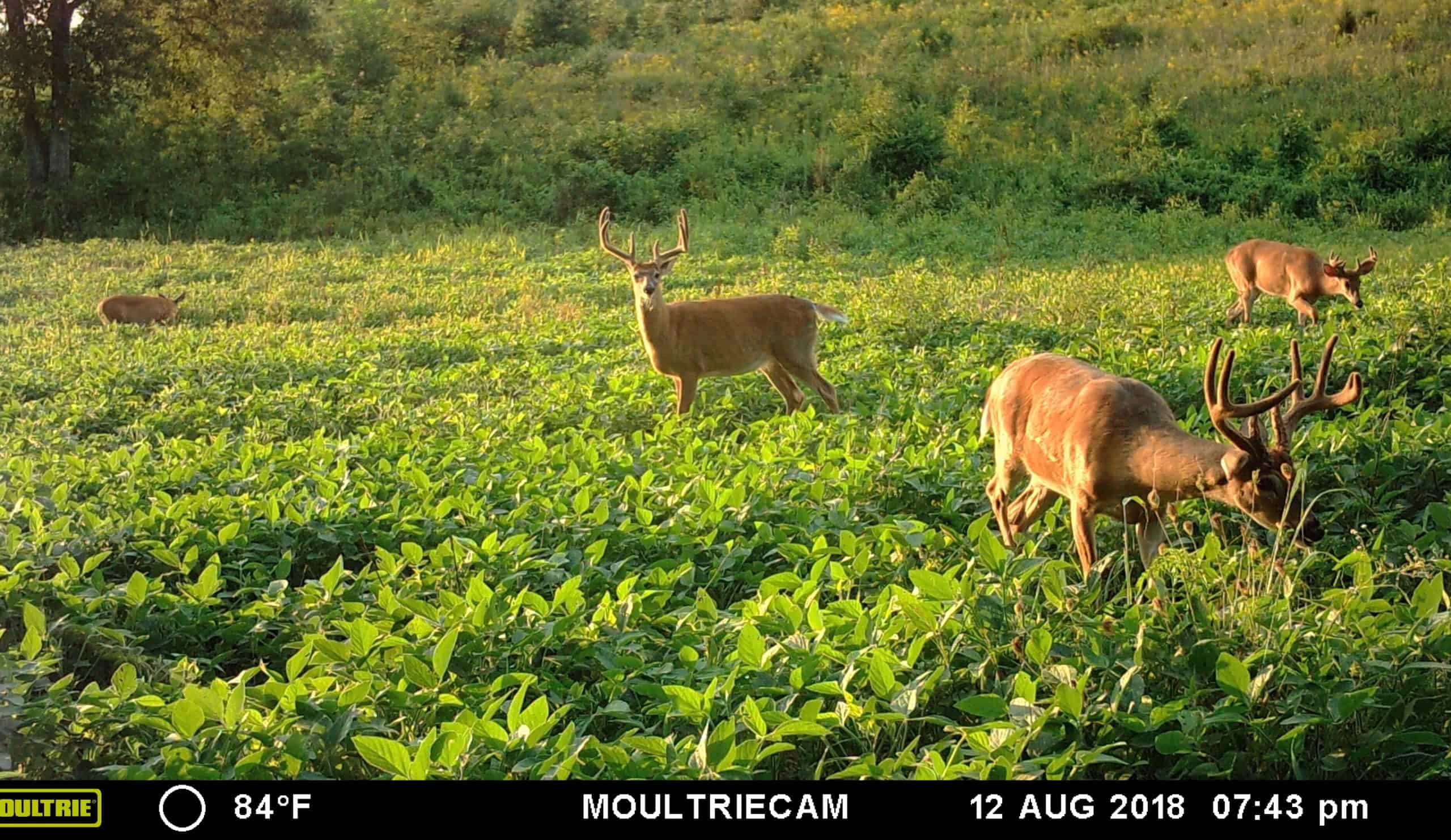 Read more about the article Let the Food Plot Planting Begin
