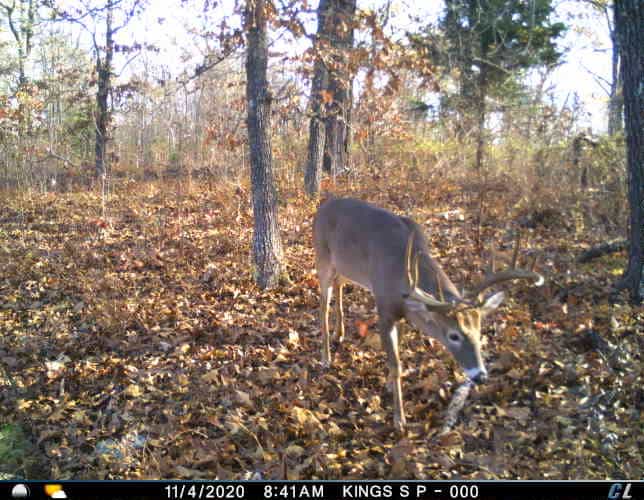 Read more about the article Bucks in Range and Arrows Launched
