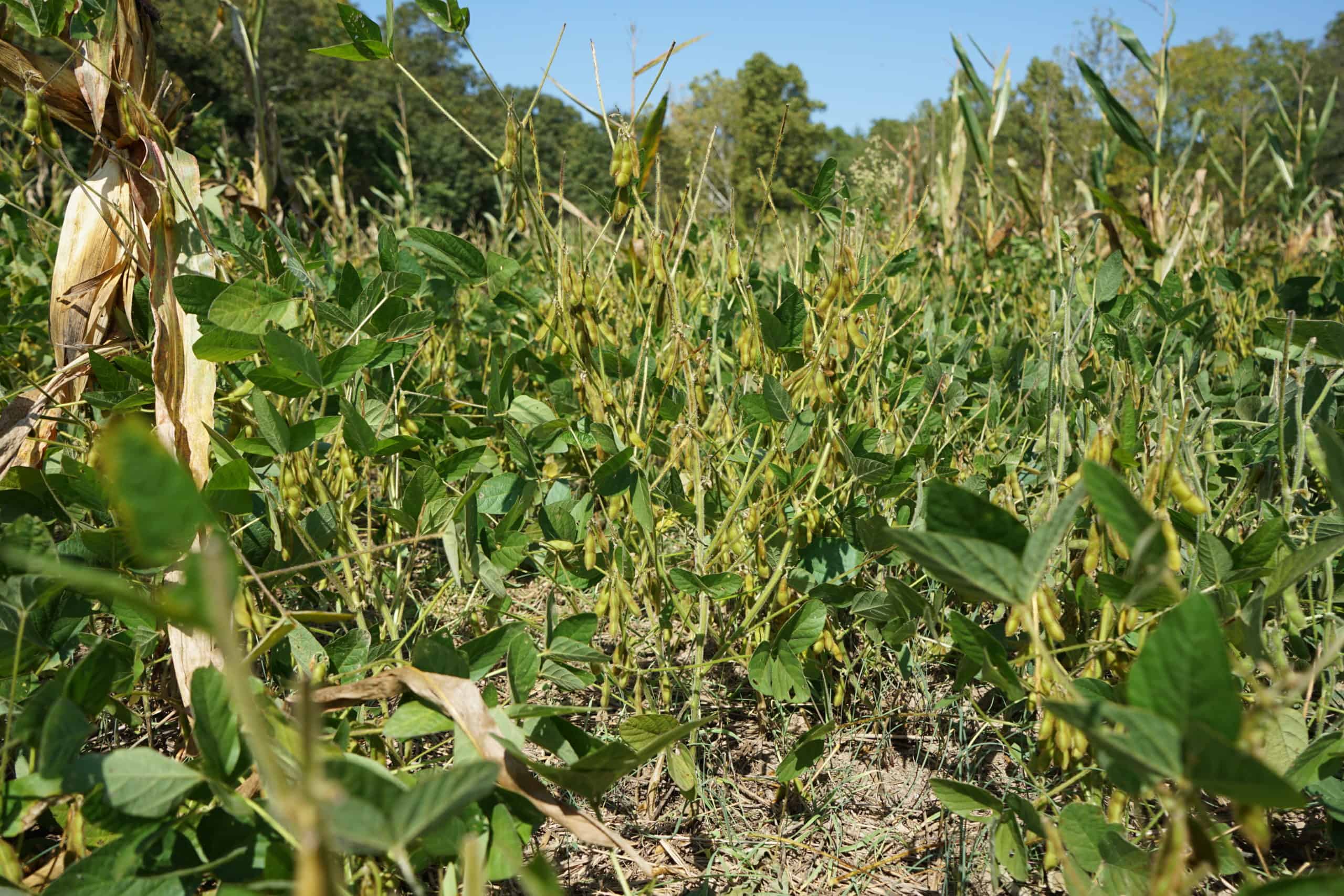 Read more about the article Low Input, High-Yielding Food Plots